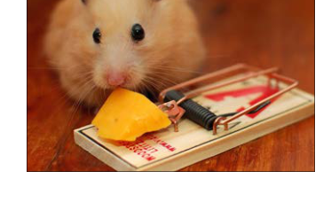 mouse trap